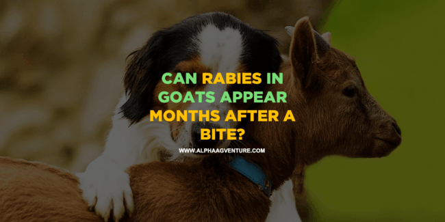 Can Rabies in Goats Appear Months After a Bite?