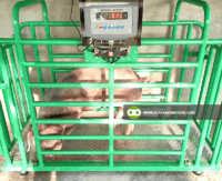 Digital Hog Weighing Scale for Sale at Alpha Agventure Farms
