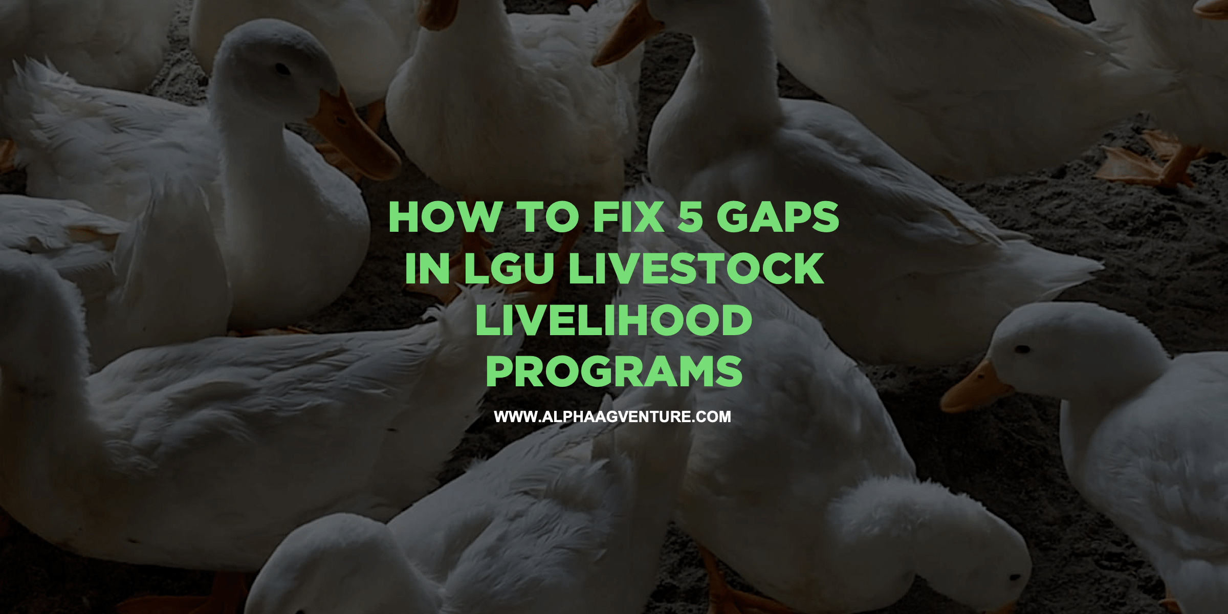 How to Fix 5 Gaps in LGU Livestock Livelihood Programs