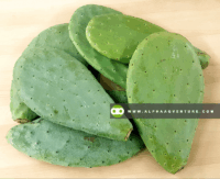 Opuntia Pads for Sale at Alpha Agventure Farms