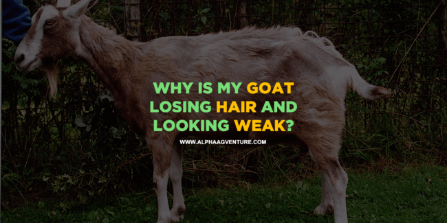 Why Is My Goat Losing Hair and Looking Weak?