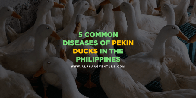 5 Common Diseases of Pekin Ducks in the Philippines