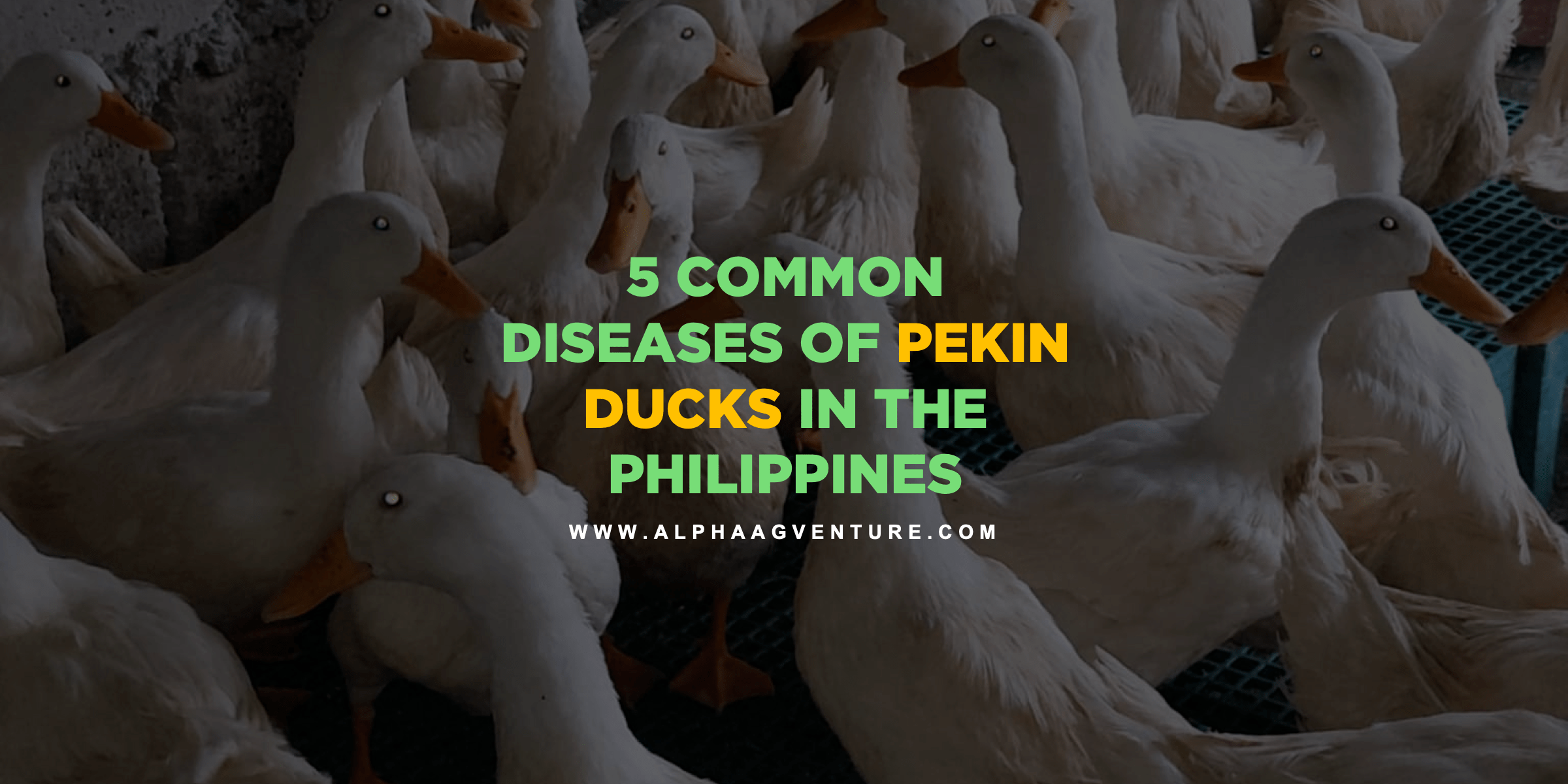 5 Common Diseases of Pekin Ducks in the Philippines