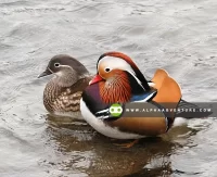 Buy Mandarin Ducks for Sale at Alpha Agventure Farms
