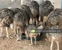 Buy Ostrich for Sale at Alpha Agventure Farms