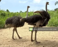 Ostrich