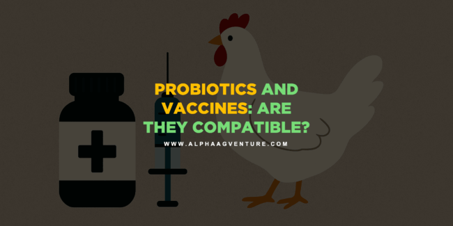 Probiotics and Vaccines: Are They Compatible?