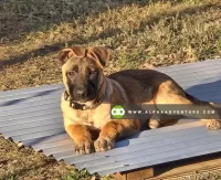 Buy Belgian Malinois for Sale at Alpha Agventure Farms