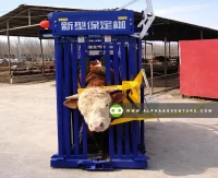 Buy Cattle Squeeze Chute for Sale at Alpha Agventure Farms