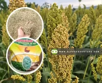 Buy Sorghum Seeds for Sale at Alpha Agventure Farms