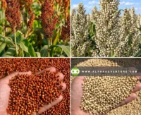 Buy Sorghum Seeds for Sale at Alpha Agventure Farms