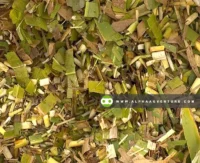 Buy Sorghum Silage for Sale at Alpha Agventure Farms