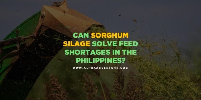 Can Sorghum Silage Solve Feed Shortages in the Philippines?