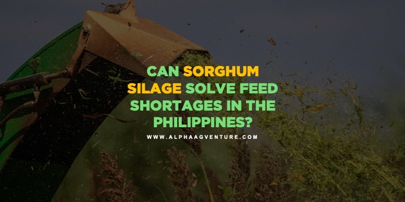 Can Sorghum Silage Solve Feed Shortages in the Philippines?