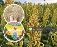 Sorghum Seeds for Sale at Alpha Agventure Farms