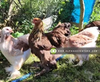 Buy Brahma for Sale at Alpha Agventure Farms