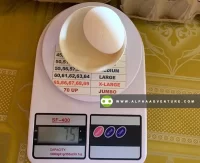Egg Weighing Scale for Sale at Alpha Agventure Farms