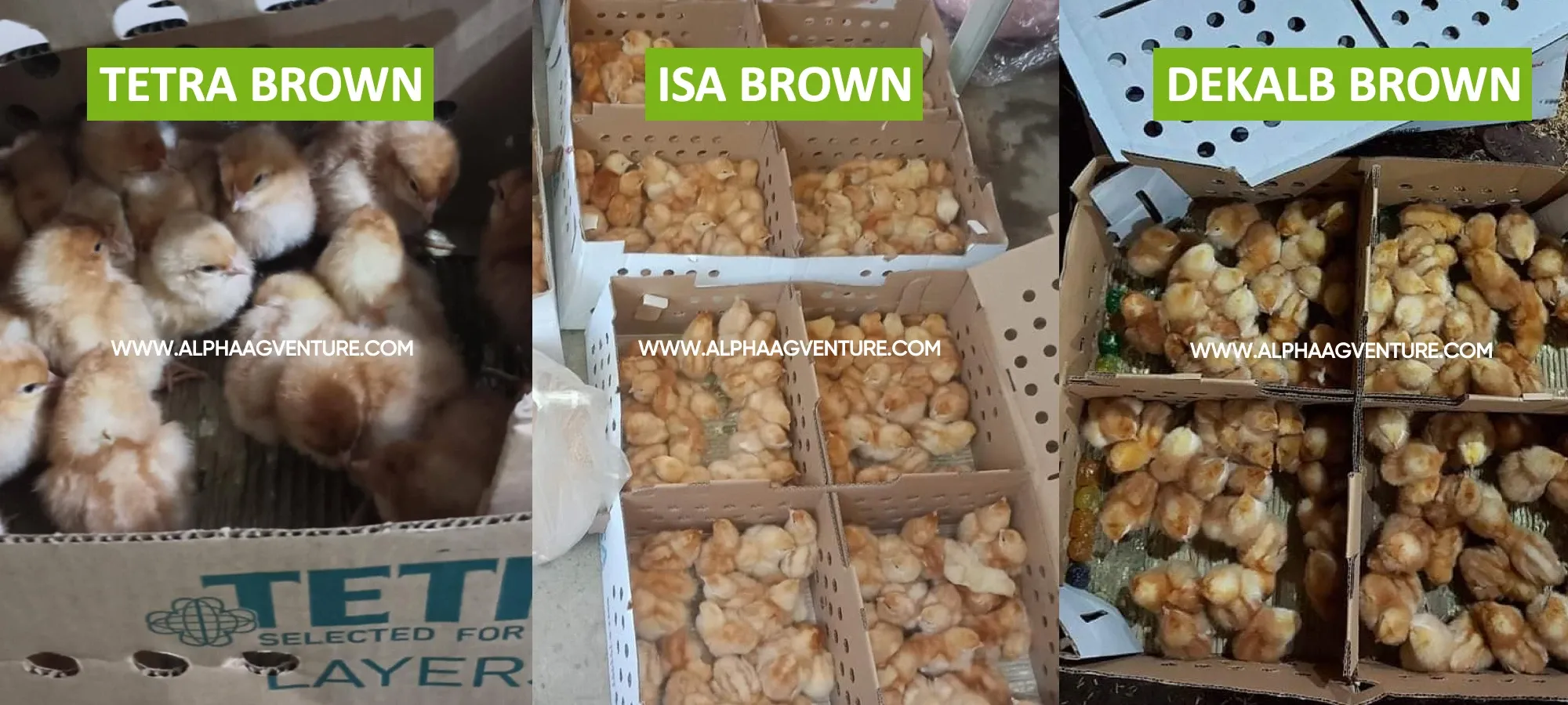 Tetra Brown - ISA Brown - Dekalb Brown DOPs by Alpha Agventure Farms