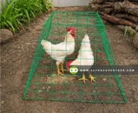 Buy Scratch Pen for Sale at Alpha Agventure Farms