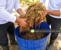 Buy Urea-Molasses Treated Rice Straw for Sale at Alpha Agventure Farms