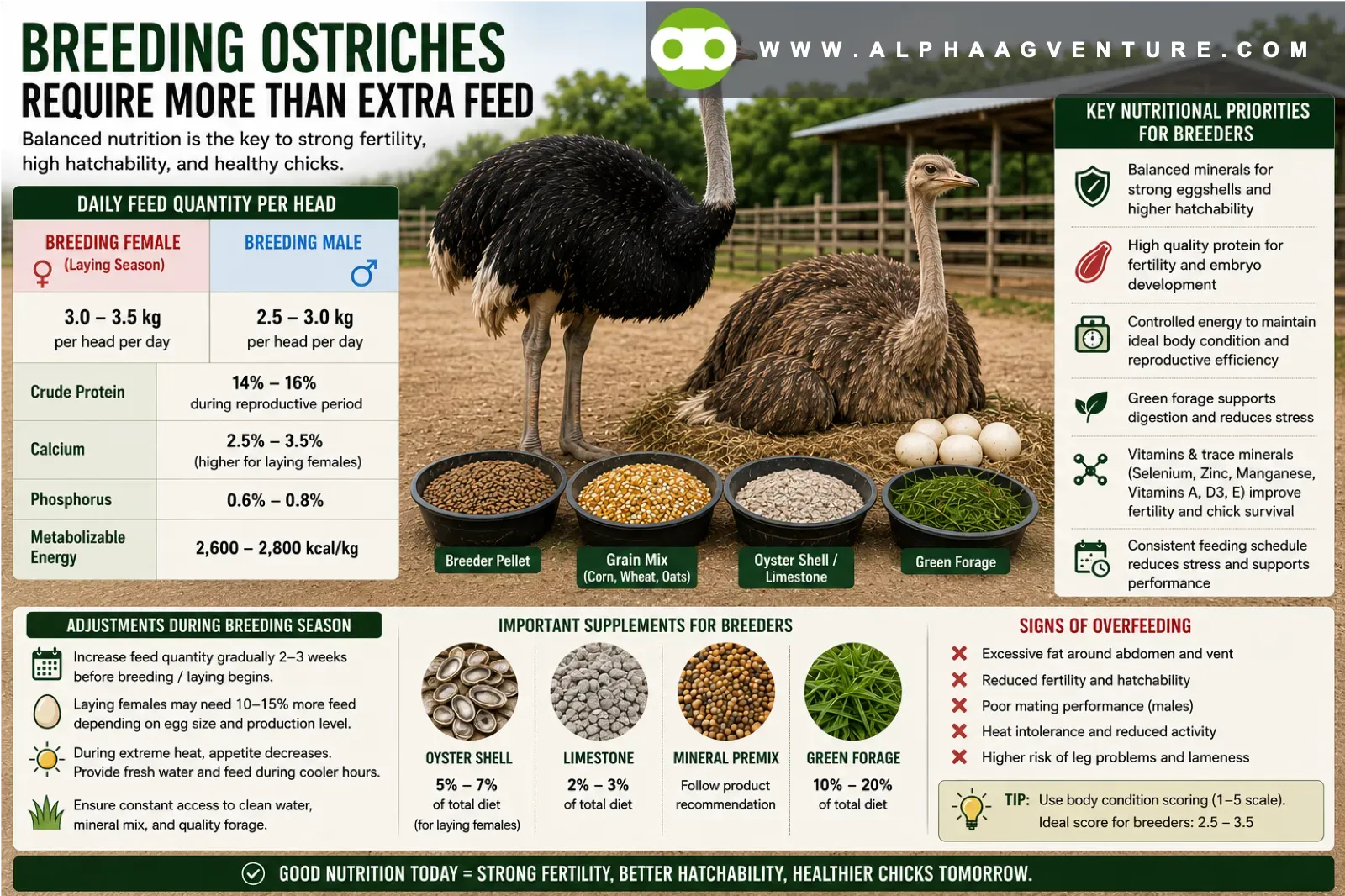 Breeding Ostriches Require More Than Extra Feed