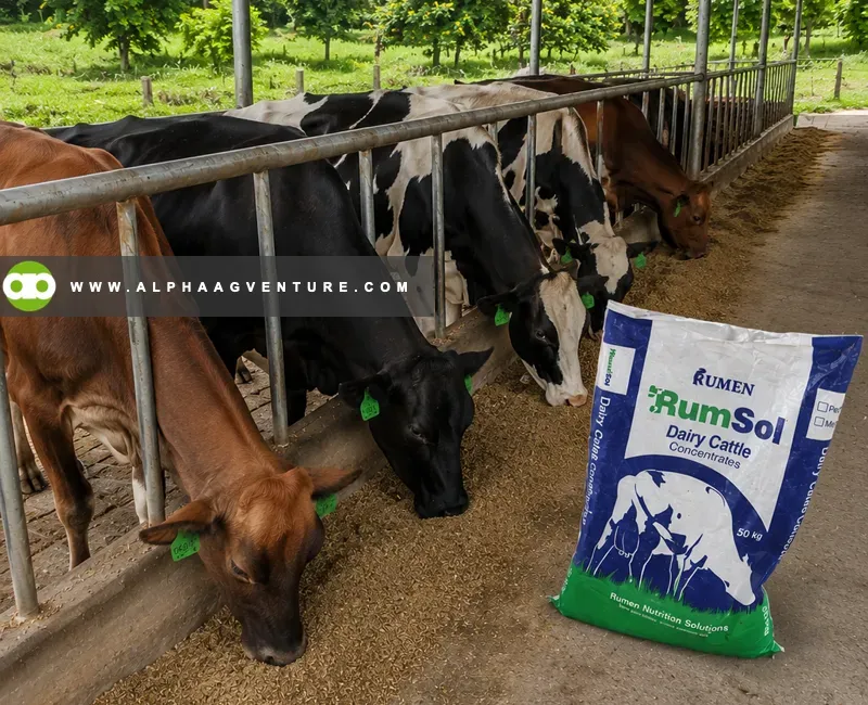 Buy Rumsol Dairy Cattle Concentrates for Sale at Alpha Agventure Farms