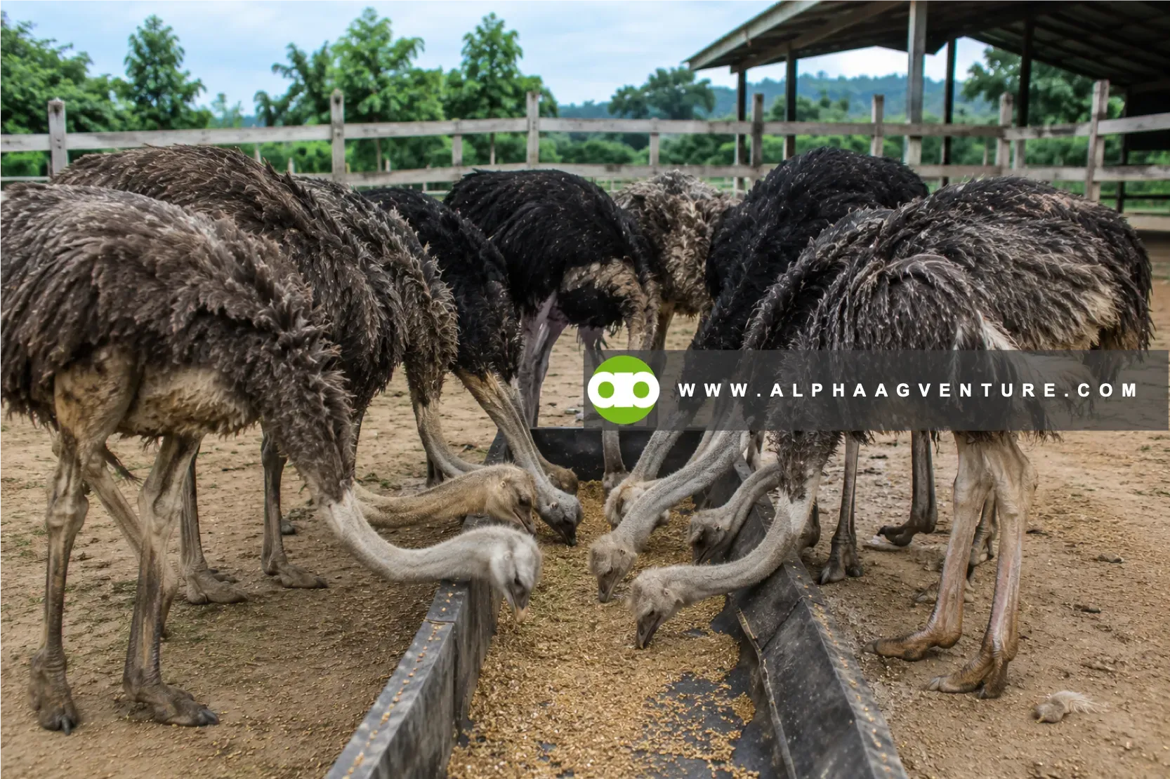 Feed Mistakes Quietly Destroy Ostrich Profits