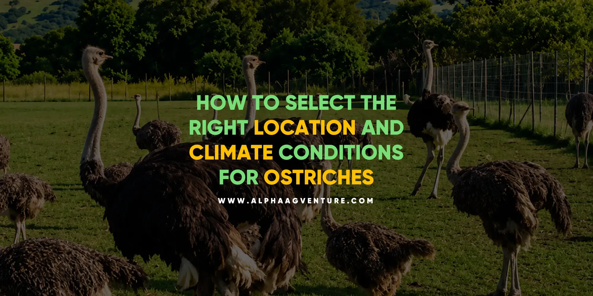 How to Select the Right Location and Climate Conditions for Ostriches How to Select the Right Location and Climate Conditions for Ostriches