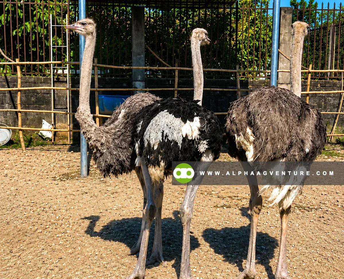 How to Select the Right Location and Climate Conditions for Ostriches