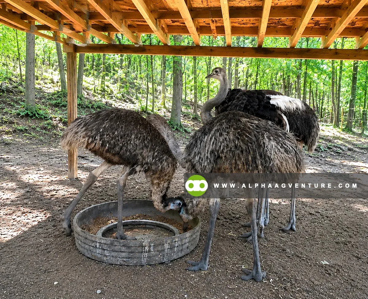 How to Select the Right Location and Climate Conditions for Ostriches