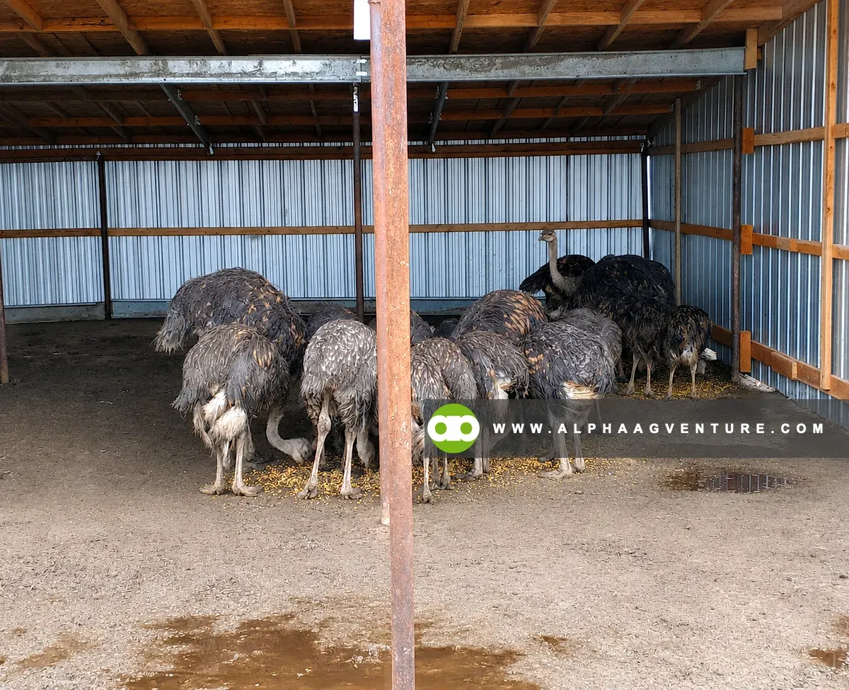 How to Select the Right Location and Climate Conditions for Ostriches