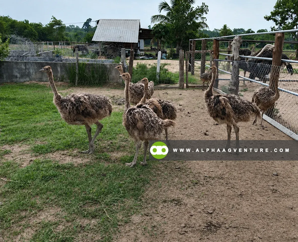 How to Select the Right Location and Climate Conditions for Ostriches