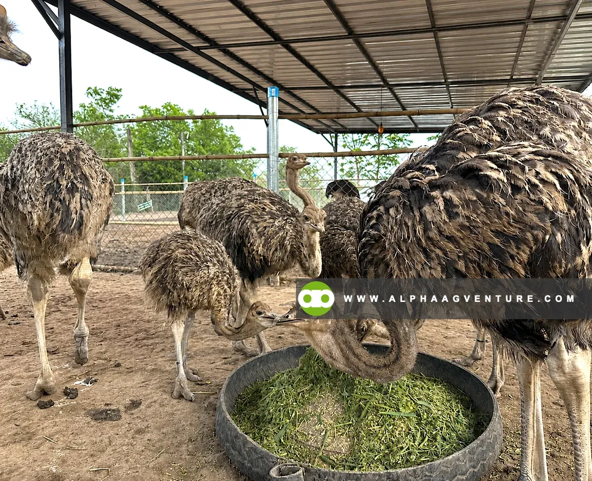 How to Select the Right Location and Climate Conditions for Ostriches