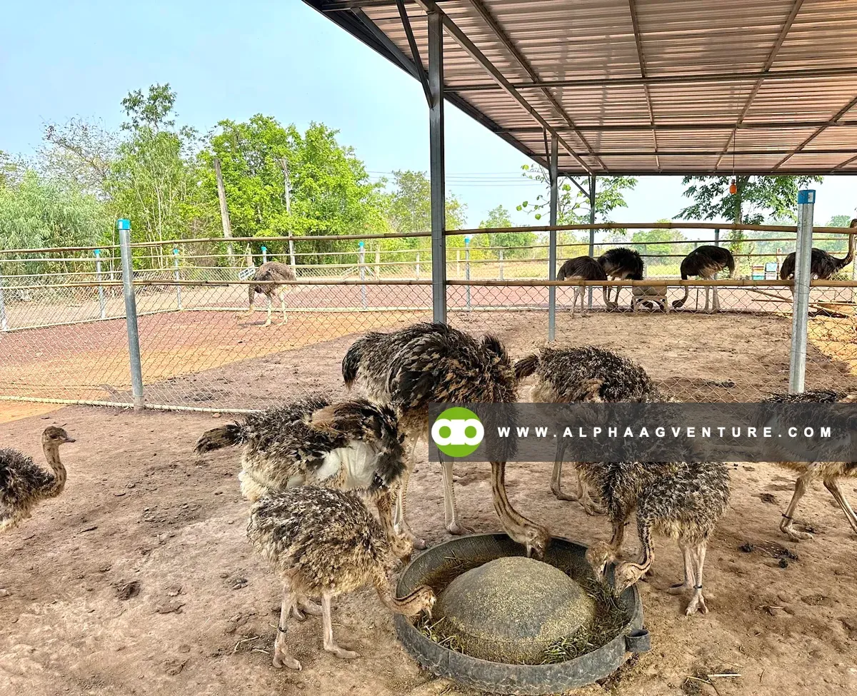 How to Select the Right Location and Climate Conditions for Ostriches