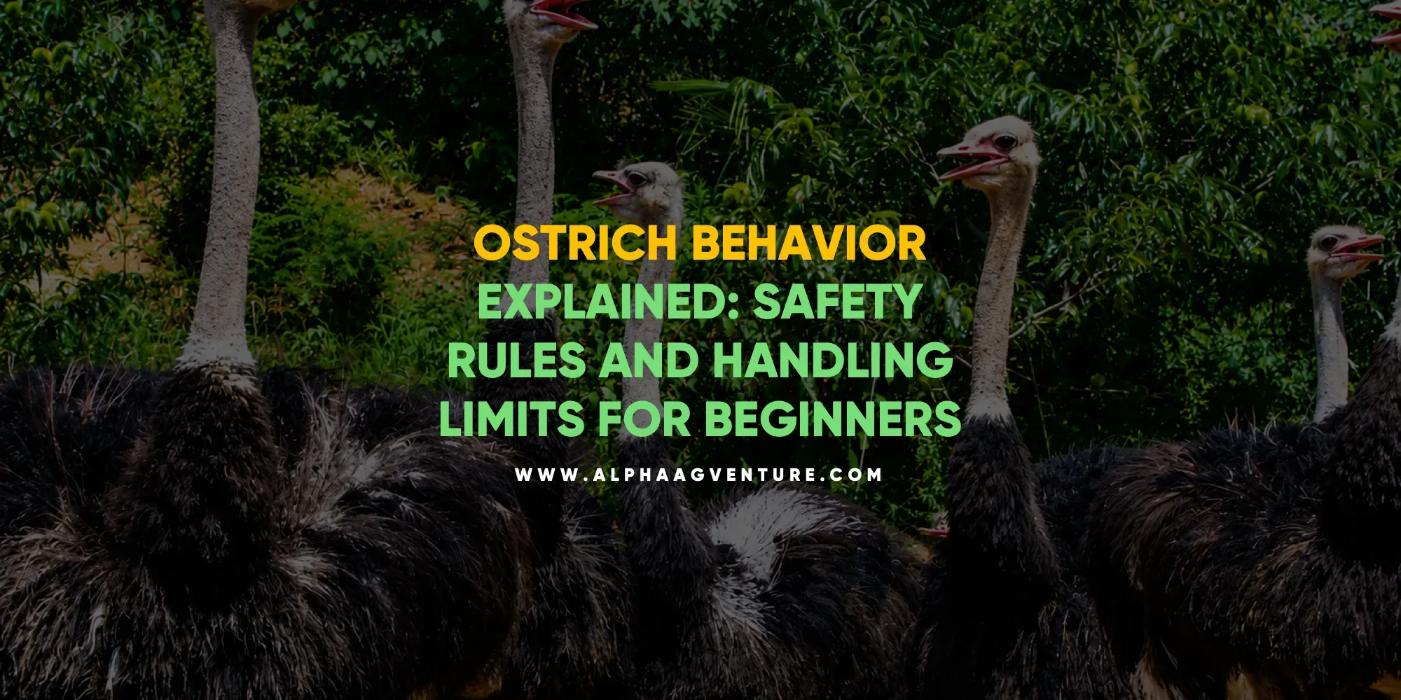 Ostrich Behavior Explained – Safety Rules and Handling Limits for Beginners Ostrich Behavior Explained - Safety Rules and Handling Limits for Beginners