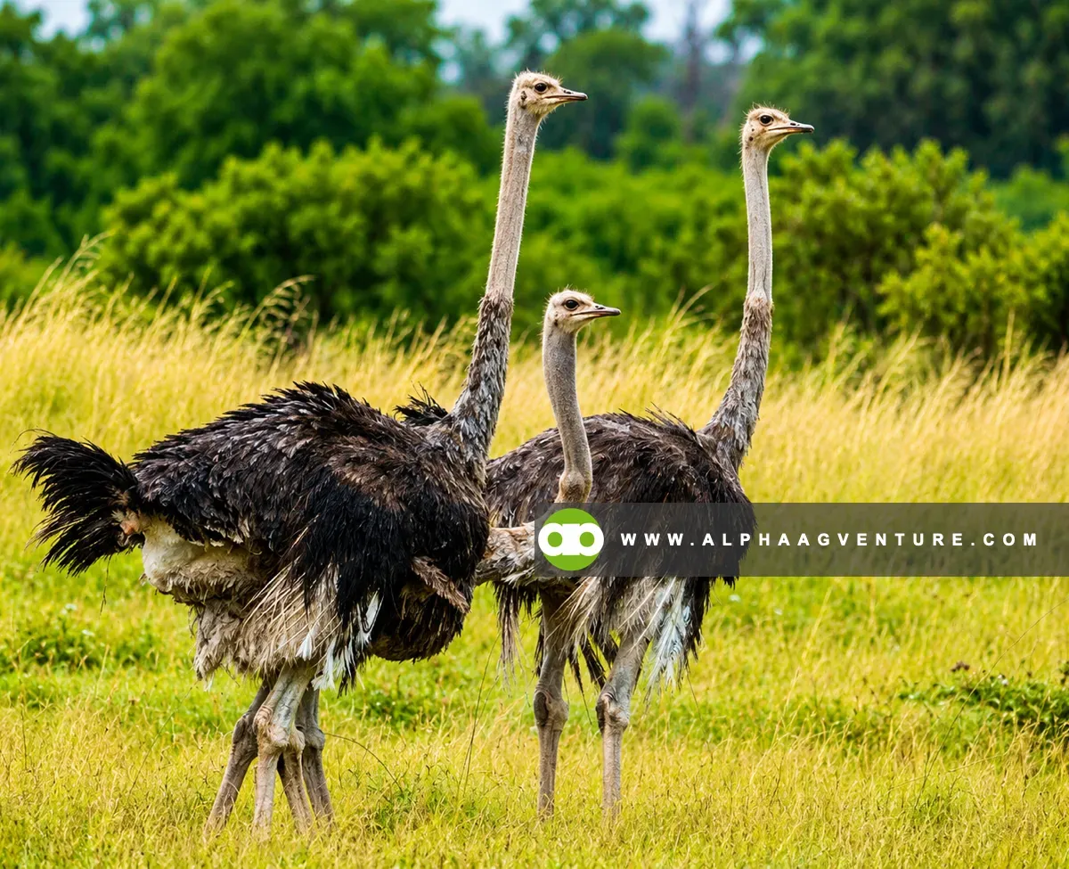 Ostrich Behavior Explained - Safety Rules and Handling Limits for Beginners