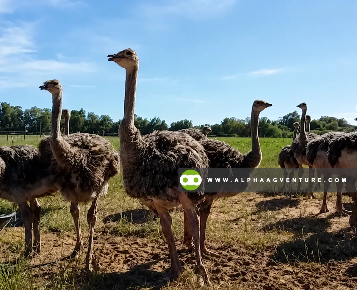 Ostrich Behavior Explained - Safety Rules and Handling Limits for Beginners