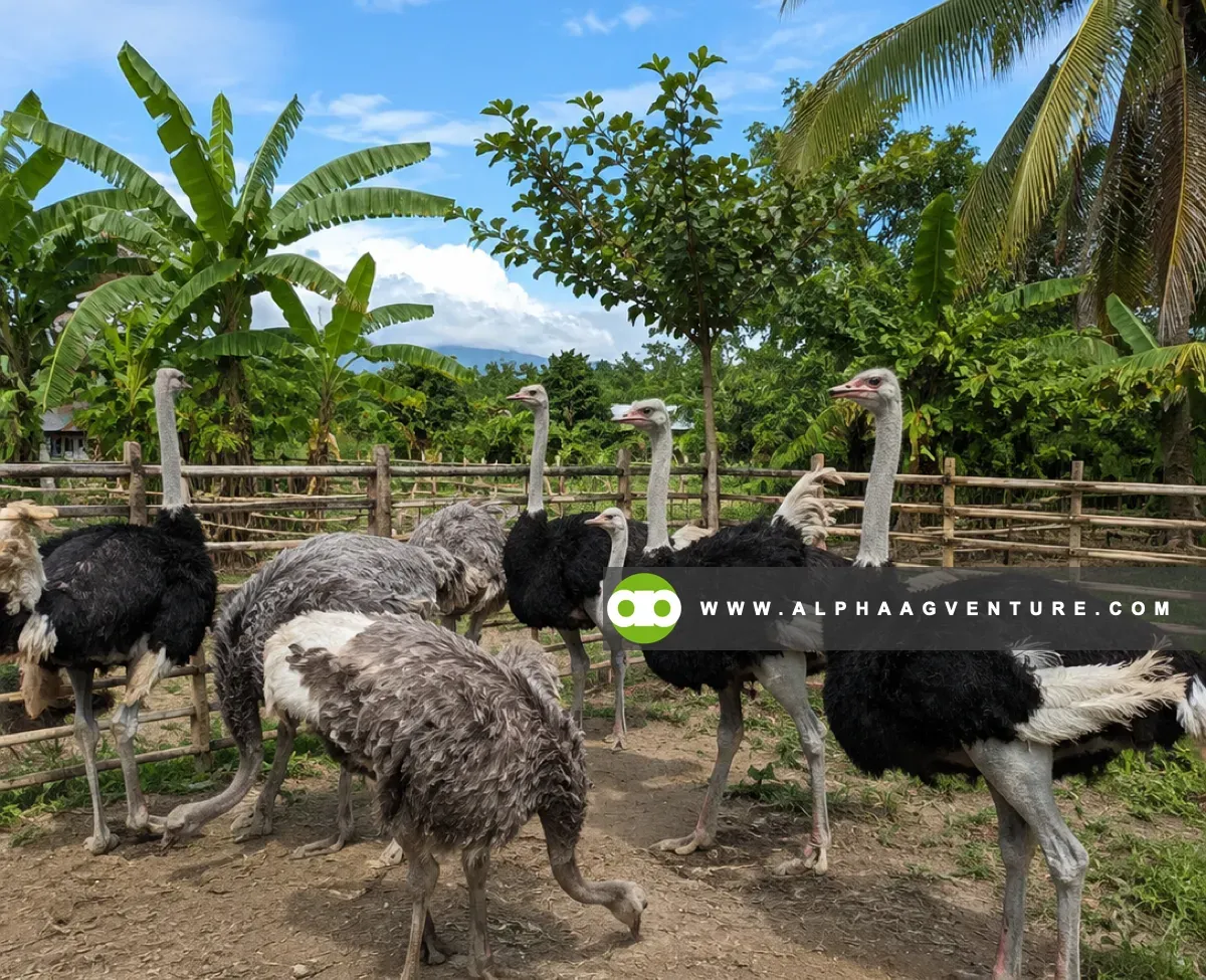 Ostrich Behavior Explained - Safety Rules and Handling Limits for Beginners