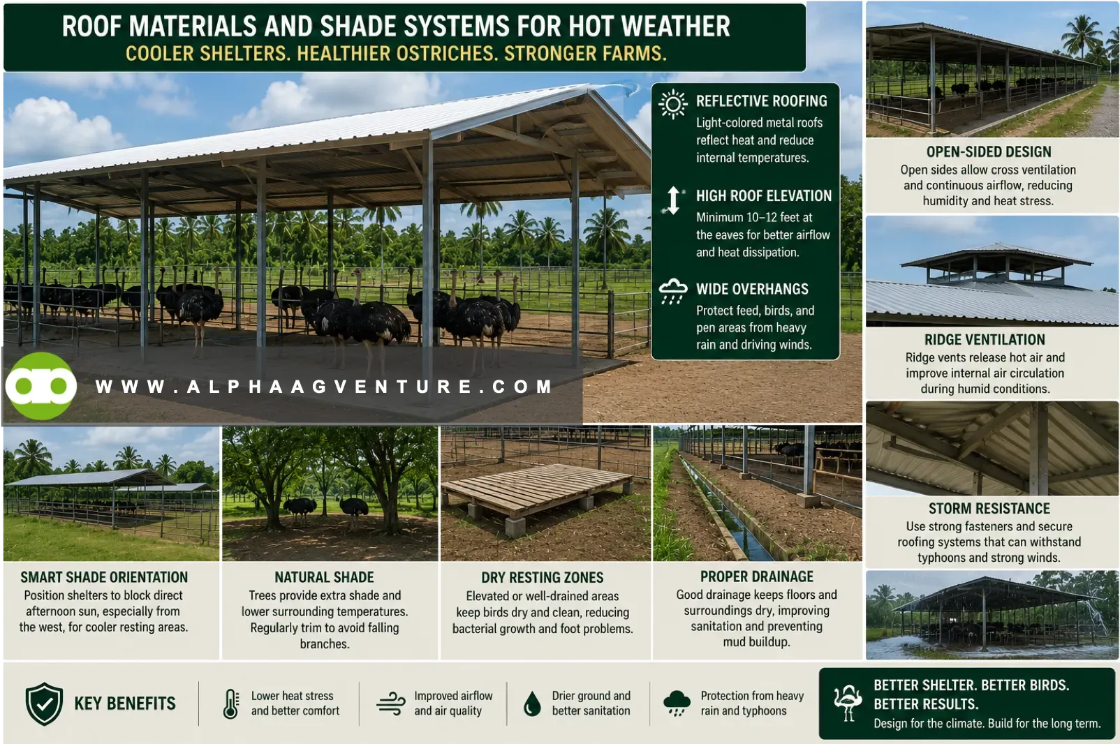 Ostrich Pen Design Guide: Fencing Specifications and Shelter Systems