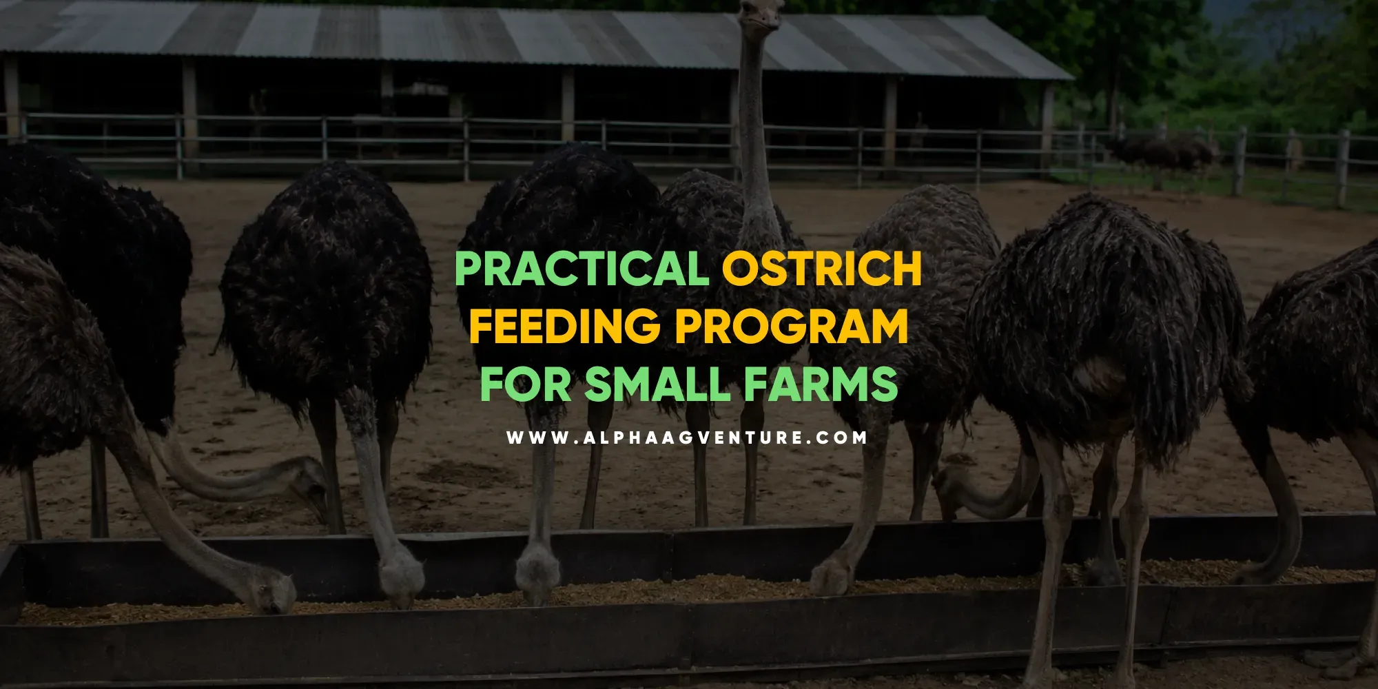 Practical Ostrich Feeding Program for Small Farms