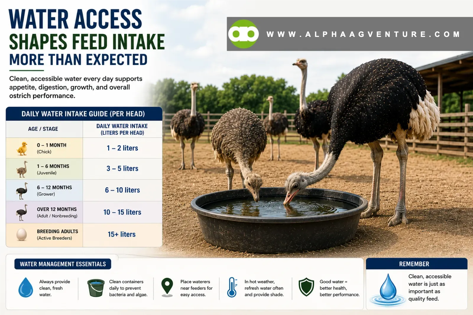 Water Access Shapes Feed Intake More Than Expected