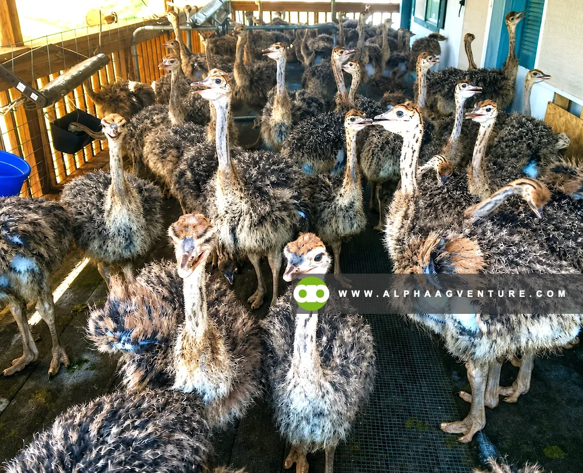 What You Must Prepare Before Starting Ostrich Farming in the Philippines
