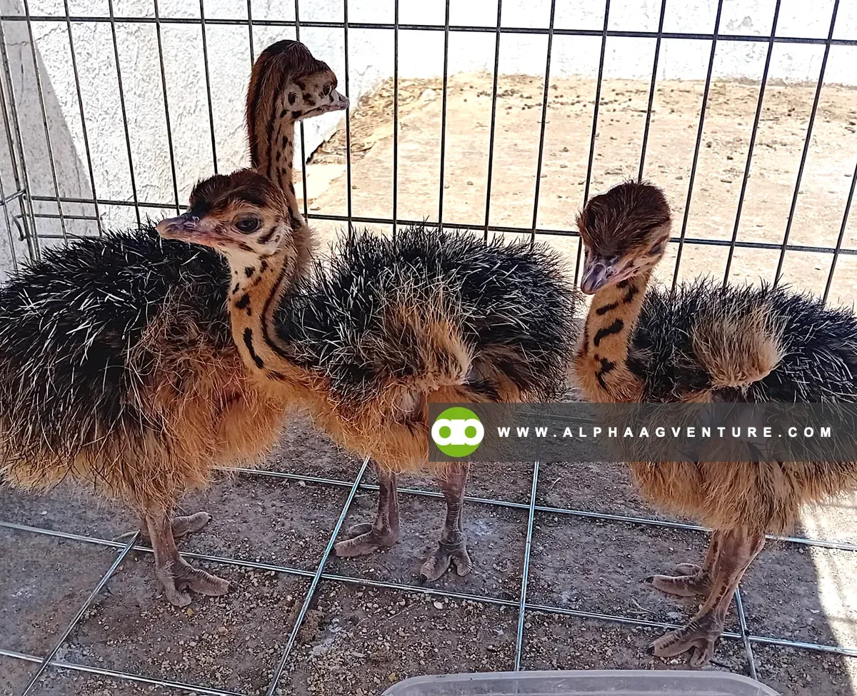 What You Must Prepare Before Starting Ostrich Farming in the Philippines