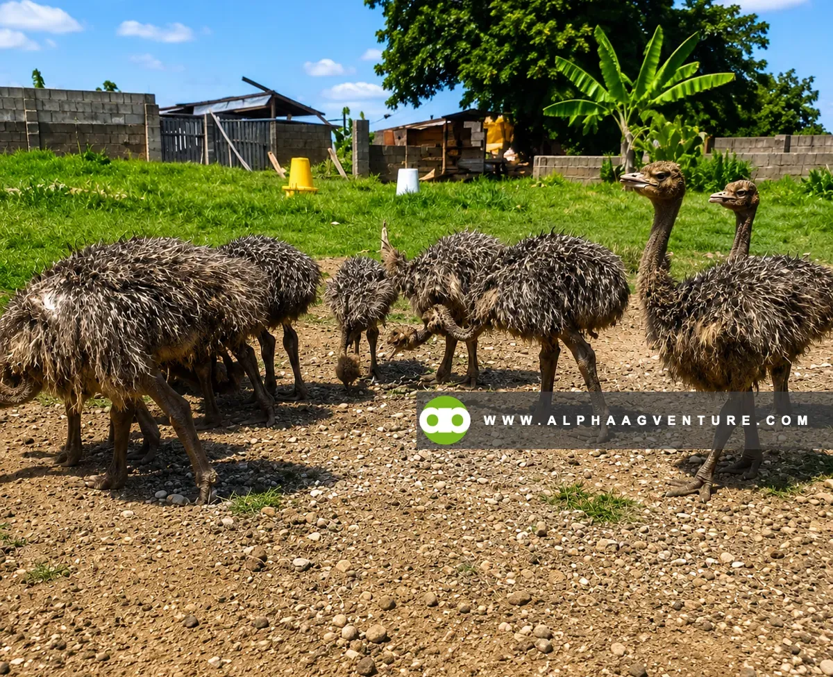 What You Must Prepare Before Starting Ostrich Farming in the Philippines