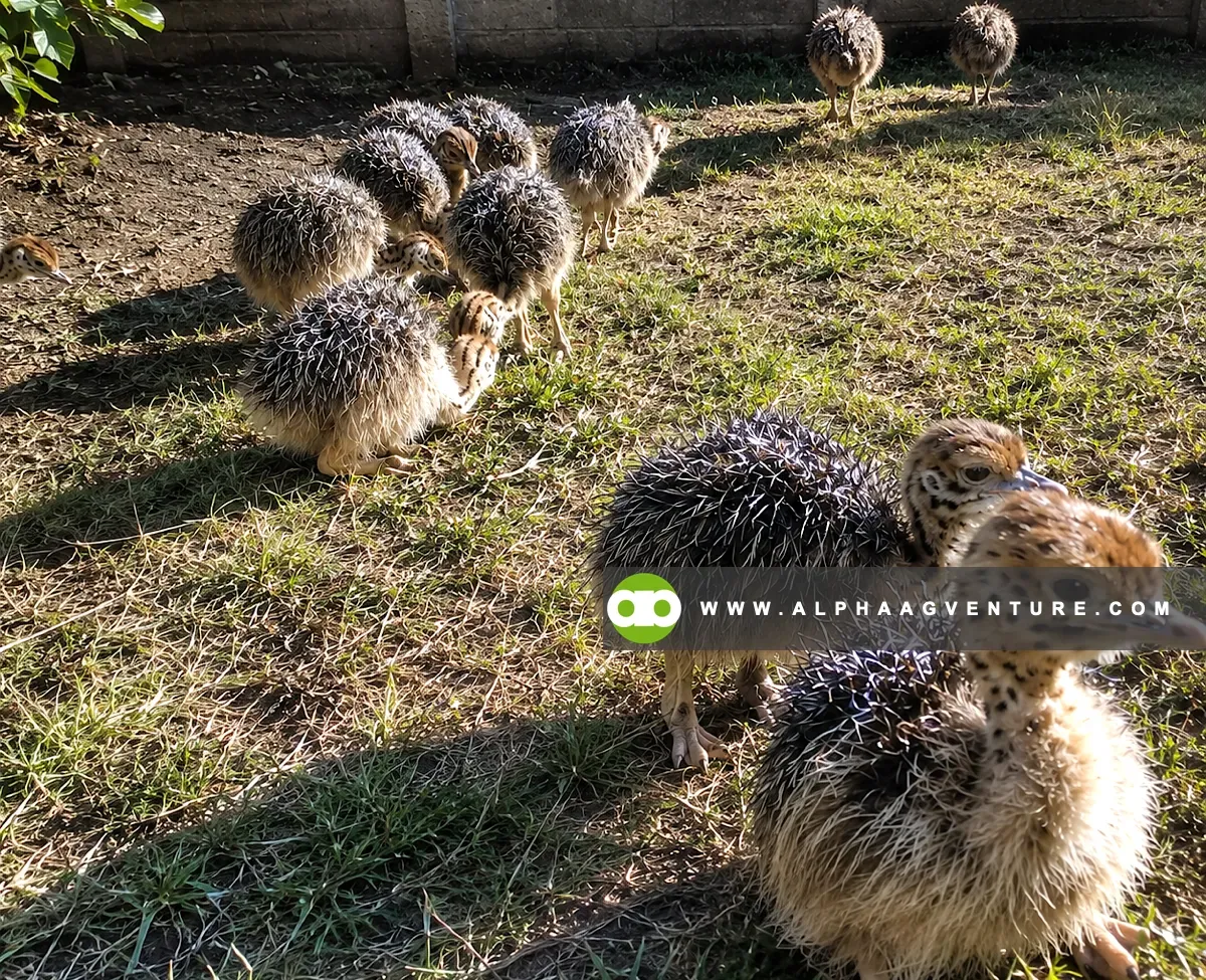 What You Must Prepare Before Starting Ostrich Farming in the Philippines