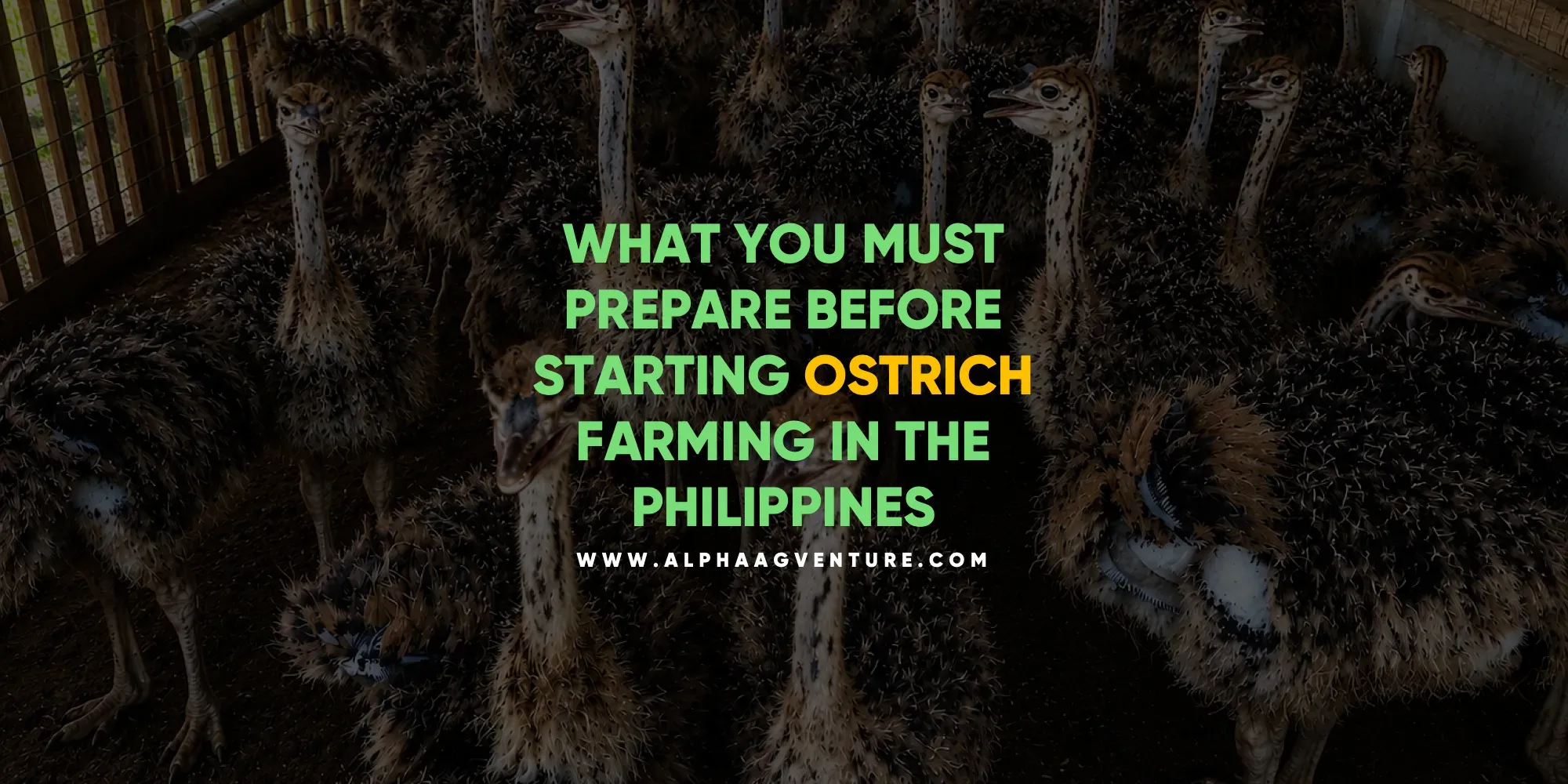What You Must Prepare Before Starting Ostrich Farming in the Philippines