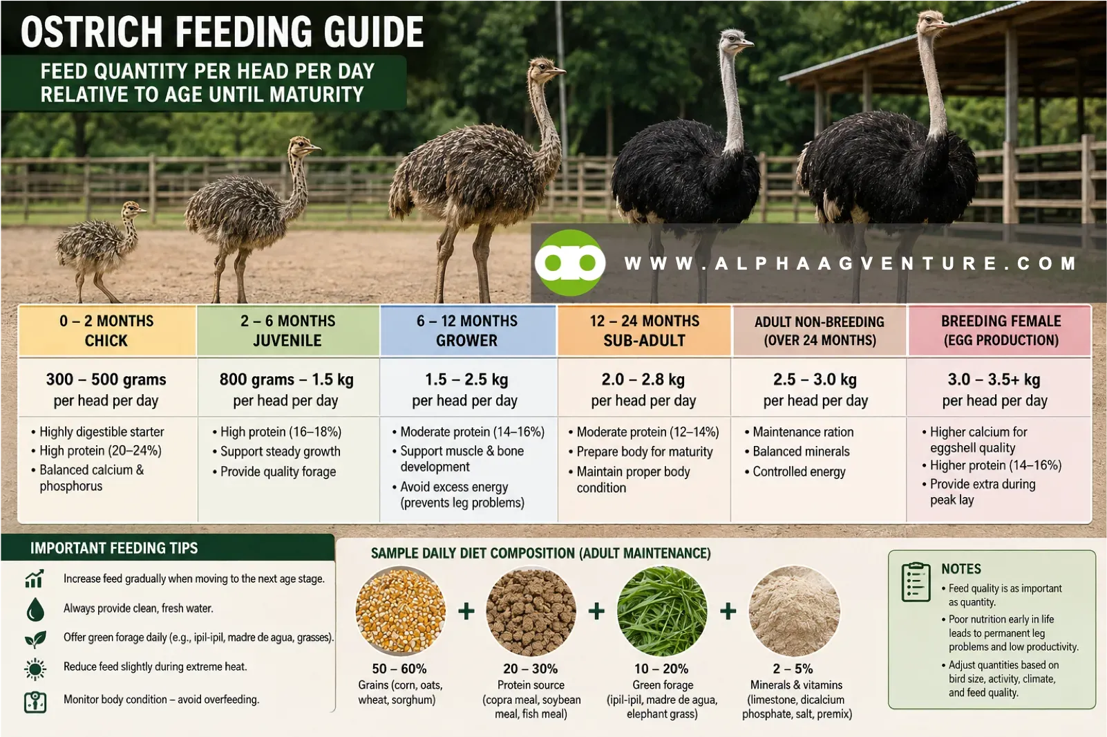 Young Ostriches Need Different Feeding Priorities