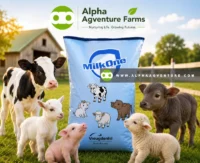 Buy MilkOne Milk Replacer for Sale at Alpha Agventure Farms