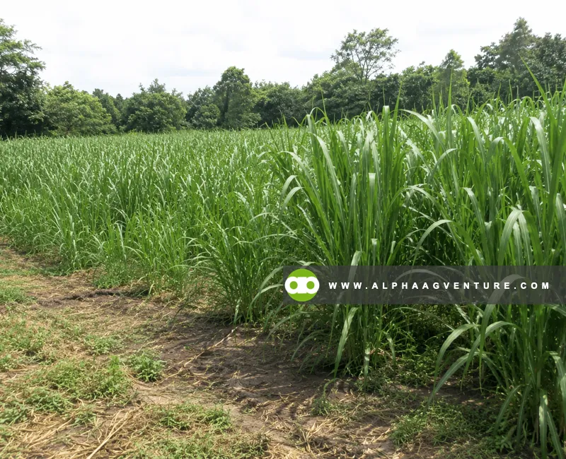 Buy Mombasa Seeds for Sale at Alpha Agventure Farms