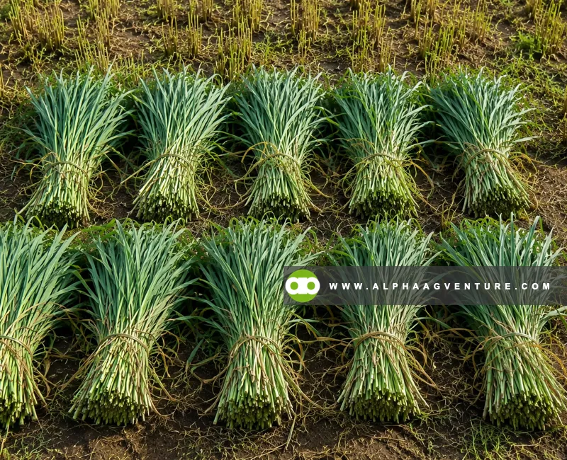 Buy Mombasa Seeds for Sale at Alpha Agventure Farms